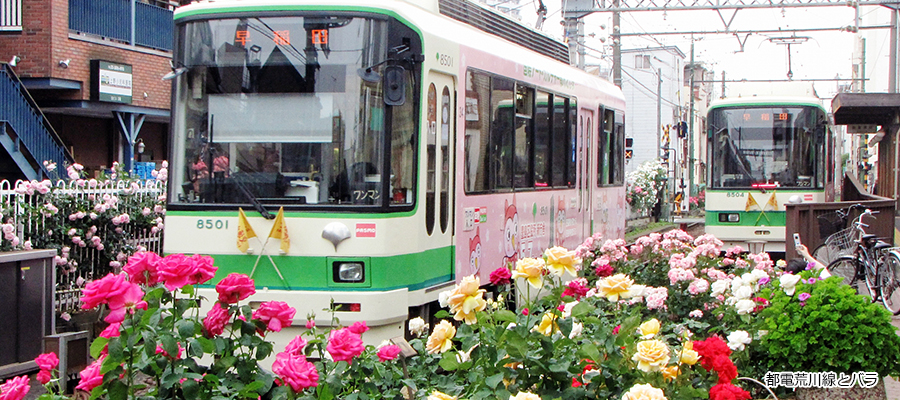 都電荒川線とバラ